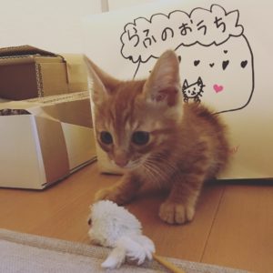 子猫